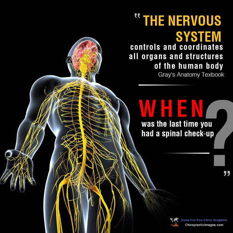 The Nervous System and Chiropractic