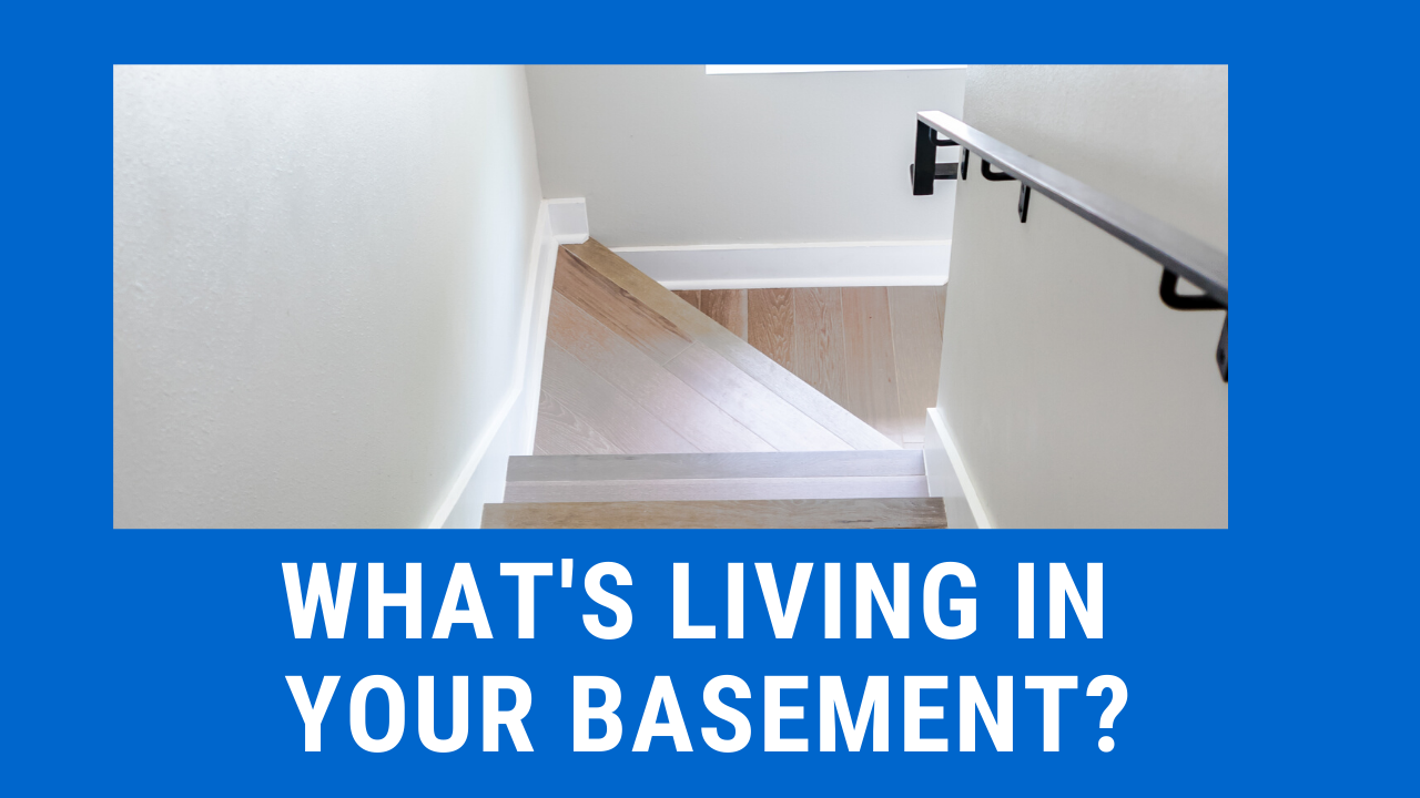 What's Living In Your Basement?